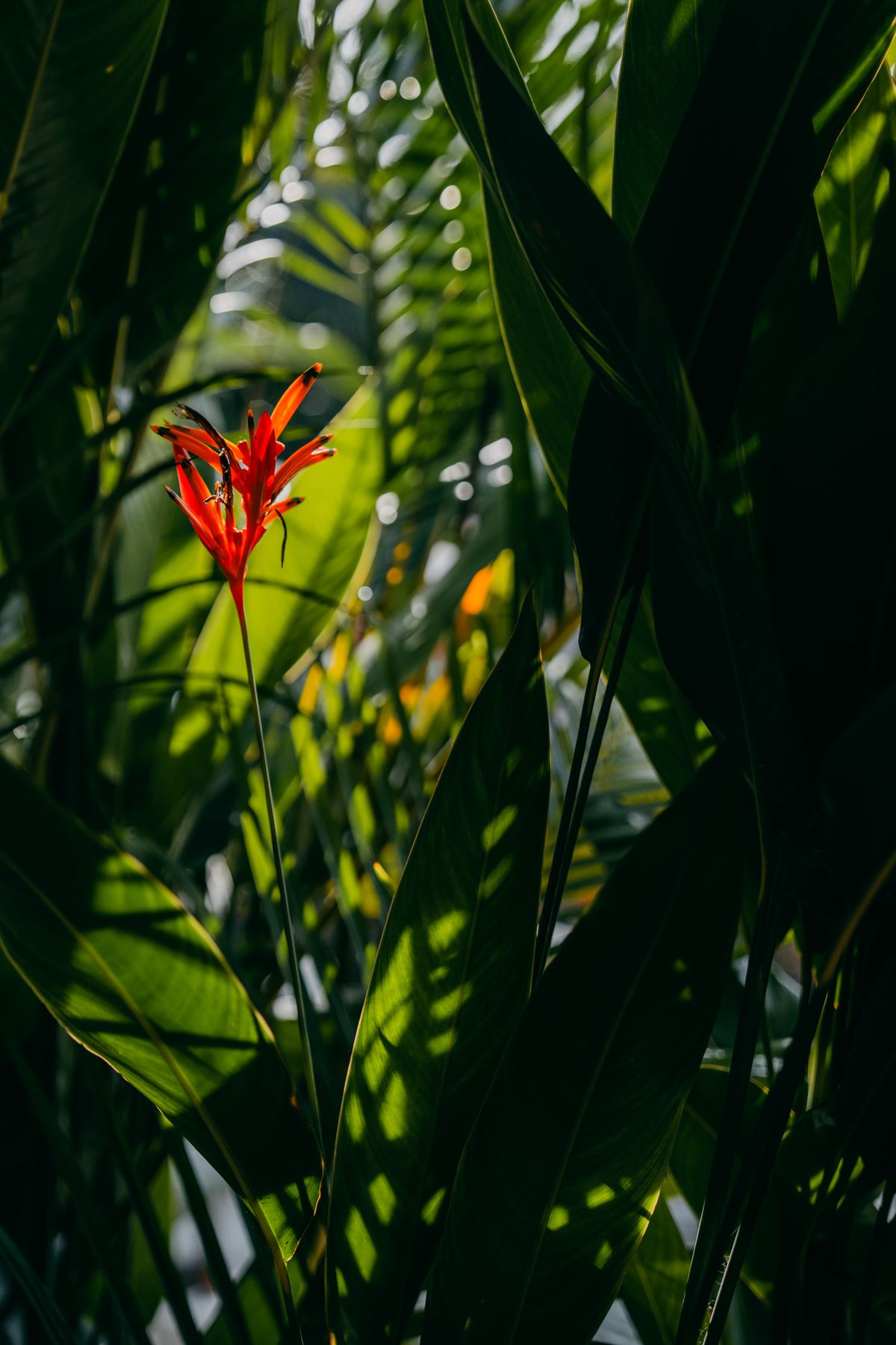 A red heliconia flower glowing in the jungle shade