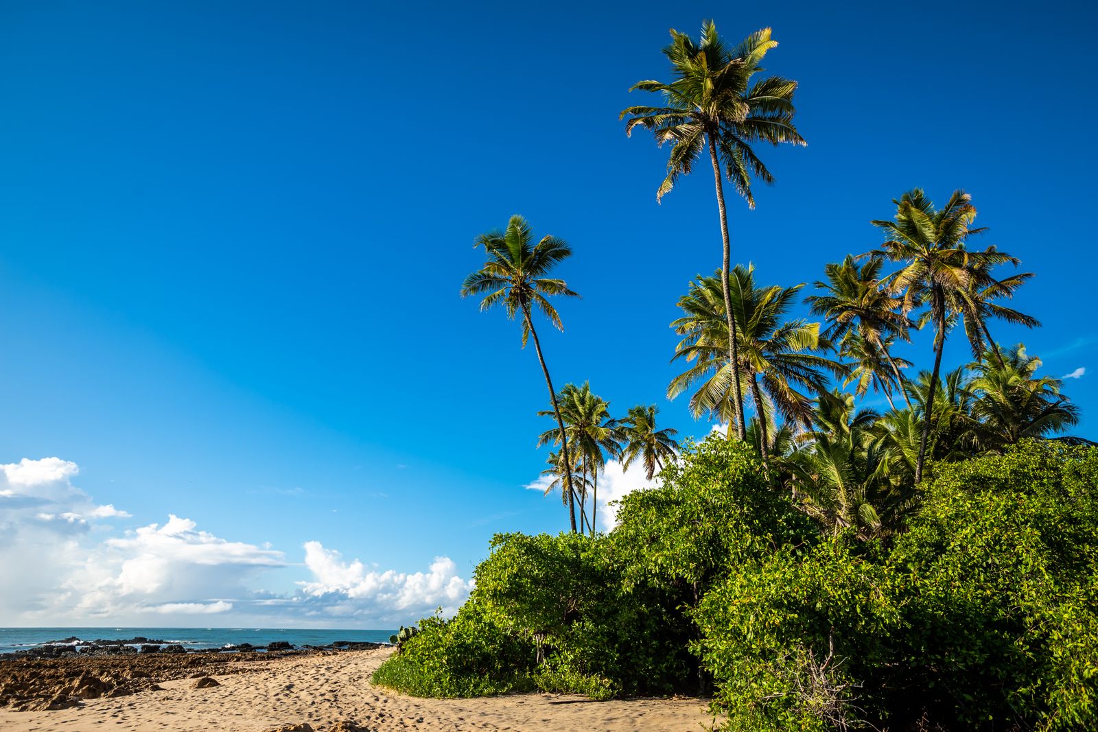 Palm-lined tropical shoreline near Montego Bay